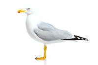 White seagull with yellow beak and feet standing in profile view on isolated white background, detailed nature illustration for wildlife and marine designs.