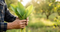Farmer holding fresh green plant leaves in hands with orchard background, representing sustainable agriculture, organic farming, and environmental conservation practices.