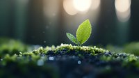 Young green sprout growing from soil with morning dew drops and moss in soft sunlight bokeh background, representing new life, growth and spring awakening.