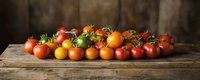 Fresh ripe red and yellow cherry tomatoes arranged in line on rustic wooden table against dark background, panoramic food composition.