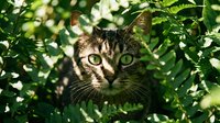 Tabby cat with green eyes peering through lush foliage, surrounded by vibrant leaves and dappled sunlight in natural outdoor setting.