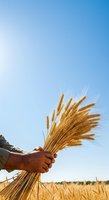 Farmer holding bundle of golden wheat stalks against clear blue sky in harvested field, representing agriculture and grain production.