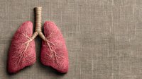 Anatomical model of human lungs with detailed bronchial tree on natural linen background for medical education and healthcare concepts.