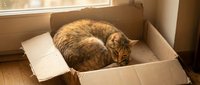 Orange tabby cat sleeping peacefully in cardboard box by sunny window. Cozy feline resting in warm natural light for pet care and comfort themes.