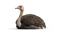 Isolated greater rhea bird sitting on white background, side view of large flightless bird with detailed brown feathers and long neck, suitable for wildlife projects.