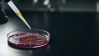 Laboratory pipette dispensing sample into petri dish with red culture medium for scientific research and medical testing in modern lab setting.
