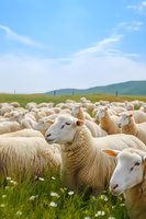 Flock of white sheep grazing in green meadow with wildflowers under blue sky. Close up view of woolly sheep faces shows peaceful pastoral farm scene.