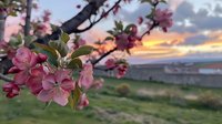 Pink apple blossoms on branch with sunset sky background. Spring flowering tree in countryside landscape for seasonal nature designs and garden themes.