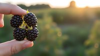 Fresh ripe blackberries held in hand during golden hour sunset with blurred countryside background for healthy eating and organic farming concepts.