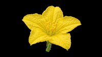Bright yellow flower with five petals and visible stamens, isolated on transparent background. Ready for design use on t-shirts, clipart, stickers, print-on-demand products, and sublimation projects.