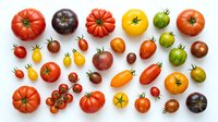 Colorful heirloom tomato varieties collection showcasing diverse shapes, sizes and colors from red to yellow, green and purple on white background.