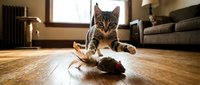 Playful tabby cat pouncing on a toy mouse on a hardwood floor in a cozy living room, capturing feline energy and curiosity.