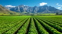Rows of fresh green lettuce crops growing in agricultural field with dramatic mountain landscape backdrop under blue sky with white clouds.
