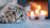 Adorable tabby kitten with striking blue eyes lying on soft carpet in cozy living room with warm fireplace bokeh lights creating peaceful domestic atmosphere.