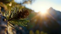 Pine branch with cone backlit by golden sunset light in mountains, creating magical bokeh effect and sunburst through needles, nature photography background.