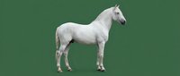 White horse standing in profile pose isolated on green background for easy removal and design projects.