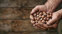 Male farmer with weathered hands holding freshly harvested chickpeas or legumes over rustic wooden surface, suitable for agriculture, farming, and food production content.