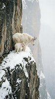Mountain goat family with kid standing on snowy rocky cliff ledge in misty winter wilderness showcasing wildlife survival and maternal bond.