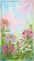 Watercolor floral frame with pink and purple cleome flowers on pastel gradient background for greeting cards and invitations.