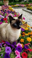 Siamese cat with striking blue eyes and dark points sitting among vibrant purple, pink, yellow, and red petunias and zinnias in a sunny garden setting. Use for pet, nature, and gardening content.