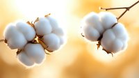 Fluffy white cotton bolls on branch against warm golden sunset background, showcasing natural organic textile material in soft dreamy lighting.
