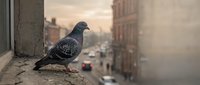 Urban pigeon perched on building ledge overlooking city street at sunset with warm atmospheric lighting and blurred background.