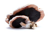 Fresh portobello mushroom with dark gills and brown cap isolated on white background, useful for cooking, food photography, and culinary design.