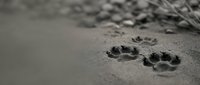 Dog paw prints in wet sand on beach with waves washing ashore creating peaceful coastal scene for pet travel and summer vacation concepts.