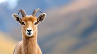 Young male aoudad sheep with curved horns looking directly at camera against blurred mountain background, displaying confident expression and golden fur.