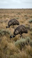 Two wild emus foraging in natural grassland habitat with sparse vegetation under overcast sky in outback wilderness landscape.