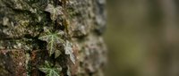 Small green moss and lichen growing on rough tree bark texture in natural forest environment with soft blurred background for organic nature designs.