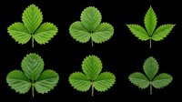 Green strawberry leaves isolated on transparent background, ready for clipart, t-shirt design, stickers, print-on-demand products and sublimation projects.