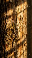 Close-up of weathered tree bark with natural patterns and warm golden sunlight creating textured surface detail for organic nature backgrounds.