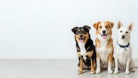 Three adorable dogs sitting together on gray floor against white wall background, mixed breed puppies posing for camera in studio setting.