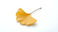 Single golden yellow ginkgo leaf with stem isolated on white background, autumn foliage for natural design projects and seasonal decorations.