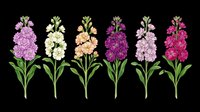 Colorful stock flowers set in purple, white, peach, burgundy, and pink, isolated on transparent background, ready for stickers, T-shirt design, and print on demand.