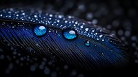 Luminous water drops on dark blue peacock feather create mesmerizing macro photography with selective focus and natural bokeh effect. Perfect for nature designs.