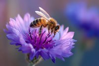 Honey bee collecting nectar from vibrant purple cornflower blossom in garden setting, macro photography with soft bokeh background shows detailed wings and body.