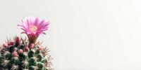 Vibrant pink flower blooming on round cactus with sharp spines against minimalist white background, perfect for botanical or desert-themed designs.