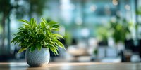 Vibrant green houseplant in round concrete pot on wooden table, creating fresh atmosphere in modern office space with blurred background.