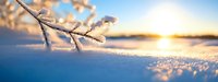 Frozen branch with ice crystals against winter sunrise, sparkling snow landscape in soft golden light. Serene winter scene.