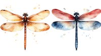 Watercolor dragonflies in orange and blue tones with delicate wings and detailed body structure, artistic nature illustration on white background for decorative use.