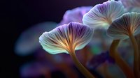 Glowing bioluminescent mushrooms with delicate translucent caps in vibrant purple and turquoise colors against dark background, creating magical forest atmosphere.