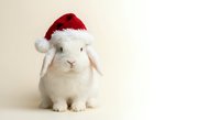 Adorable white rabbit wearing red Santa hat for Christmas holiday celebration and festive seasonal greeting cards or winter pet photography projects.