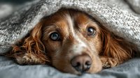 Cozy cocker spaniel dog with expressive eyes peeking out from under warm gray blanket, creating heartwarming pet portrait for animal lovers.