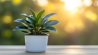 Green tropical plant with glossy leaves in white ceramic pot on wooden surface against blurred golden sunset bokeh background, creating serene atmosphere.