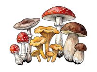 Botanical illustration of various mushroom species including red toadstools and golden chanterelles isolated on white background, suitable for educational materials, cookbook design, and nature-themed projects.