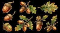 Autumn acorn clipart set with oak leaves and branches, isolated on transparent background. Ready for stickers, t-shirt design, print on demand, and sublimation.