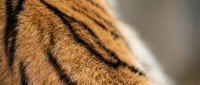 Close-up macro shot of orange tiger fur with distinctive black stripes showing natural texture and pattern details for wildlife and nature projects.