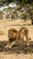 Majestic male lion stretching in natural African savanna habitat under acacia tree shade during golden hour wildlife photography.